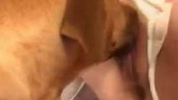 Dog smells and bangs a tight shaved pussy