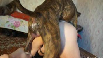 Fast dog hardly drills a bitchy babe in the doggy style pose