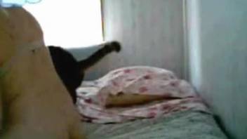 Bedroom dog fucking on cam with a slutty amateur