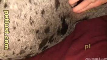 Adorable white pup with sweet paws relishes dirty backdoor fun