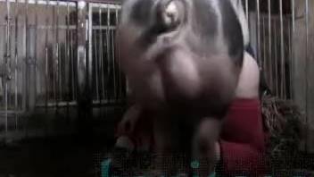 Hot boar penetrating a young woman's vagina from the rear
