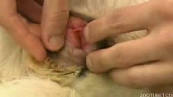Pale canine gets savagely ravaged by a bestiality-obsessed male
