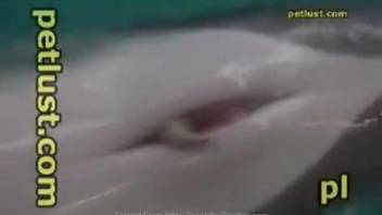 Scuba diver toys with a dolphin's bizarre slimy penis