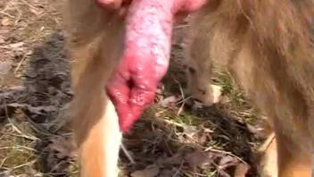 Guy displaying his dog's penis and fondling it