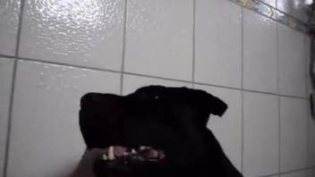 Guy pulls out his hard dick from his trousers and tells the dog to give him a blowjob