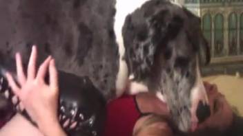 Gorgeous novice babe gets vigorously pounded by her cute pet pooch