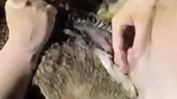 Multi-partner sex with a dog