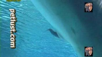 Naughty dolphin flaunting its sex organs on camera