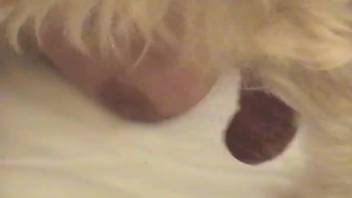 Stunning blonde babe with mouth wide open fucks her wild beast