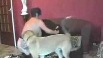Stocking-clad curvy mature woman blowing a dog's dick