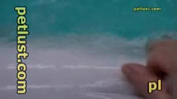 Erotic ocean animal webcam adult film showing a man masturbating a dolphin