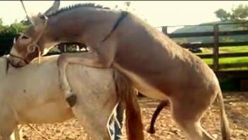 Donkey fuck