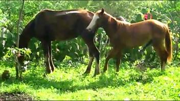 Two beasts joyfully banging in the outdoors