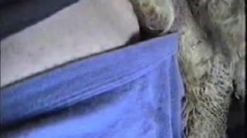 Guy with a bushy dick screwing a super hot ewe