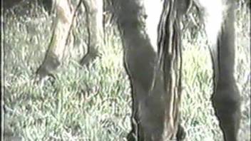 Thinning-haired animal lover having his anus penetrated by a donkey