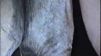 Guy thrusts his stiff dick far into this female horse's cunt