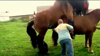 Pair of horses screwing wildly in a complimentary adult film