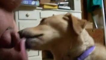 Chubby guy wearing a penis ring receives pleasure from a beast