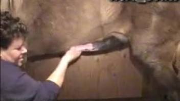 Stallion fucks lady's cunt and chokes her in wild adult performance
