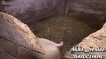 Dirty scum roughly bangs the snug cunt of a hot novice spouse