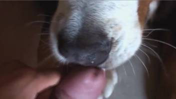 Man directs his rigid shaft into this beast's mouth