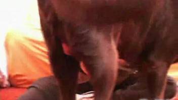 Tattooed older woman being fucked by a canine