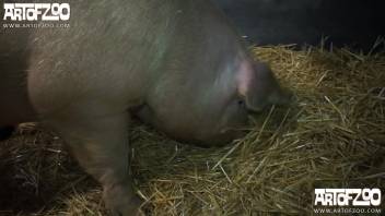 Swine fills a blond girl 18+'s tasty tight snatch with cum