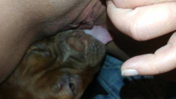 First-person view oral sex on vagina video highlighting a lively canine