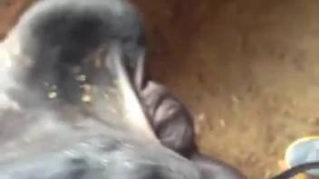 Guy wielding his stunning cock to overpower a savage creature