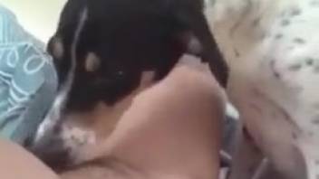 Groaning bestiality enthusiast being tongued by an attractive canine