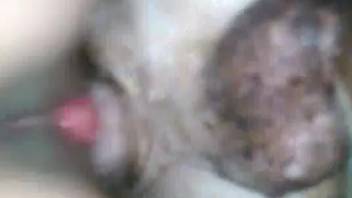Slim chick mounting the most rigid canine cock imaginable
