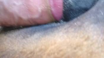 Steamy mare's pussy being pounded in an intense adult clip