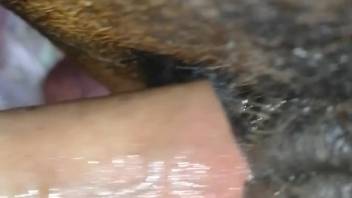 HD intimate banging scene with a promiscuous beast