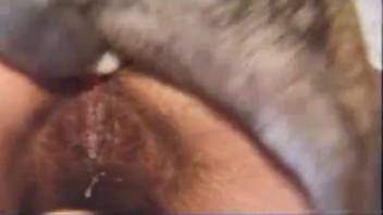 Furry beast-lover's orifice being penetrated by a steamy animal