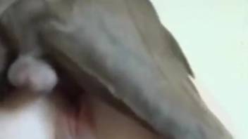 Amazing instances where a canine thrusts into her rosy vagina and rear