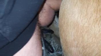 Aroused guy aggressively pounds the horse in both orifices for the ultimate webcam bang