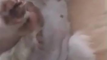 Beastly dick being stroked sensually from a first-person view