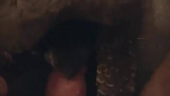 Guy screwing a turtle using his huge dick