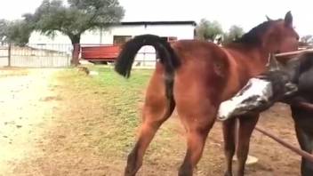 Brunette filly is prepared to torment other steeds without mercy
