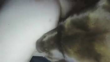 Attractive bitch pounded by the male dog and tongued in messy styles