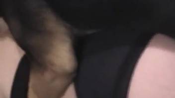 Aroused older lady divides canine's delicious cock with her spouse
