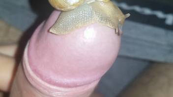 Guy's uncircumcised dick being pleasured by a seductive snail in this scene