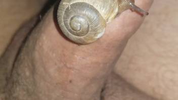 Adventure-hungry beast-lover guy bangs a snail in first-person view