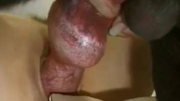 A genuine naughty slut savors intense bestiality encounters