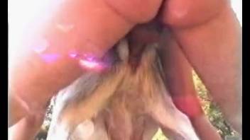 Guy bangs an aroused goat while his beautiful girlfriend watches
