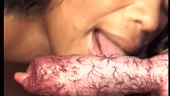 Amateur freaks are sucking off dog cocks in DIY beast action