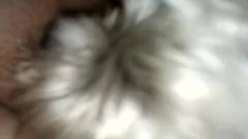 Small canine eagerly tonguing that vagina with intense enthusiasm