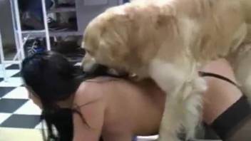 Dog obediently satisfies carnal urges of his owners