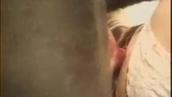 Fantastic assortment of diverse animal sex clips