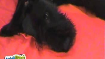 Ginger-haired vixen being pounded by a lustful ebony canine